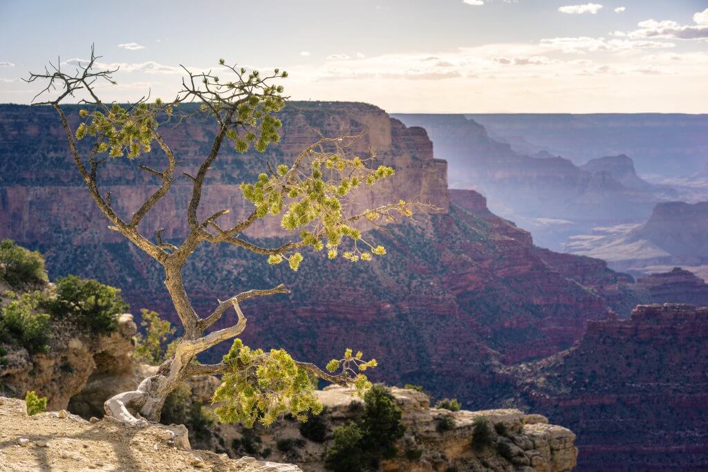 tree on a cliff in grand canyon national park