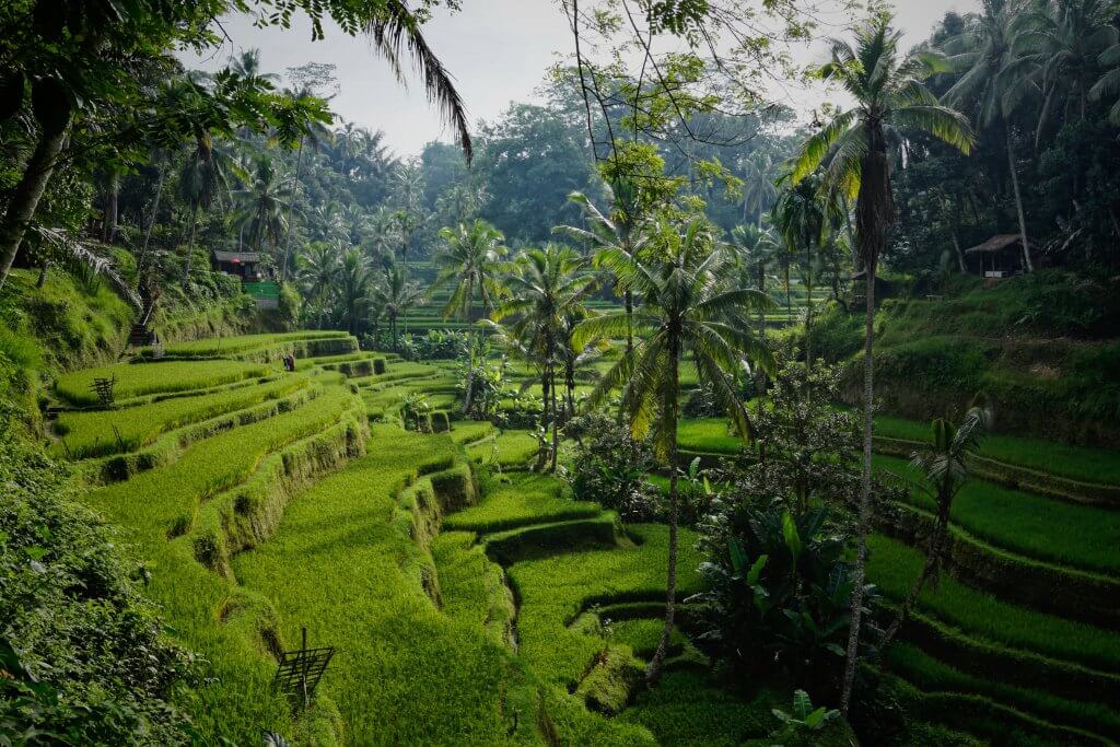 bright green rice paddies at Tegallalang Rice Terrace in Ubud, Bali 