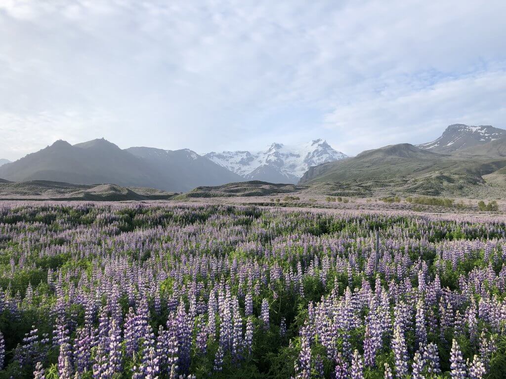 Alaskan Lupine flower field with mountains in the background in Iceland