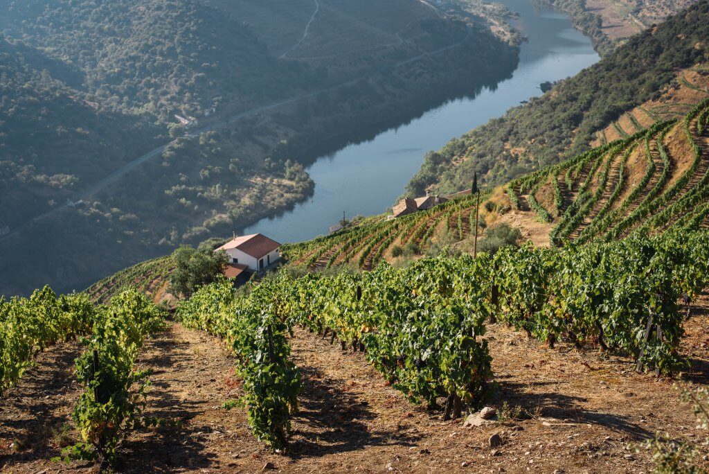 Vineyard on a cliff overlooking a river in Douro, Portugal