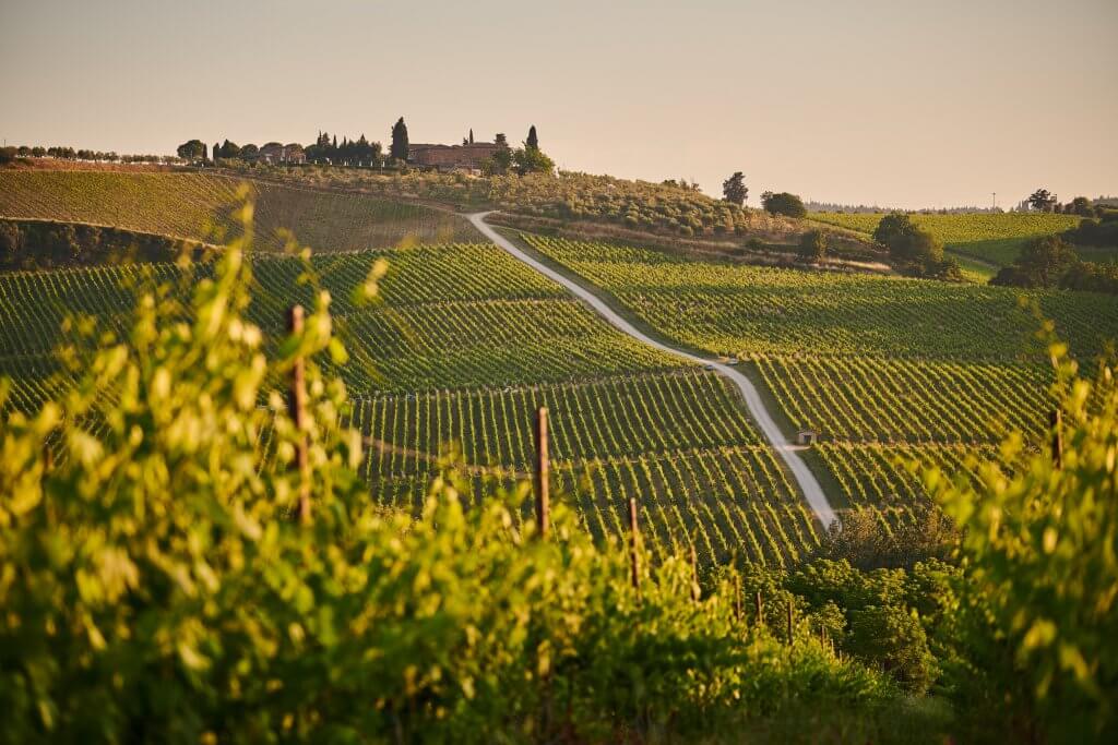 the rolling hills of a vineyard in tuscany with leaves in the foreground