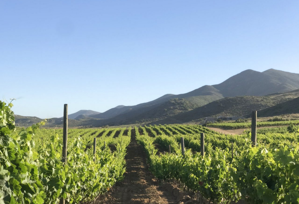 Las Nubes Bodegas y Viñedos, Valle de Guadalupe wineries, wine tasting