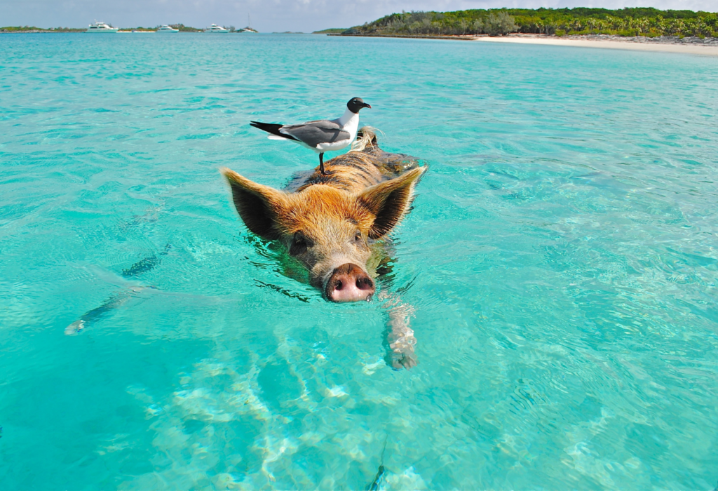 The Bahamas offers stunning beaches, vibrant marine life, and unique experiences like swimming with pigs in the Exumas