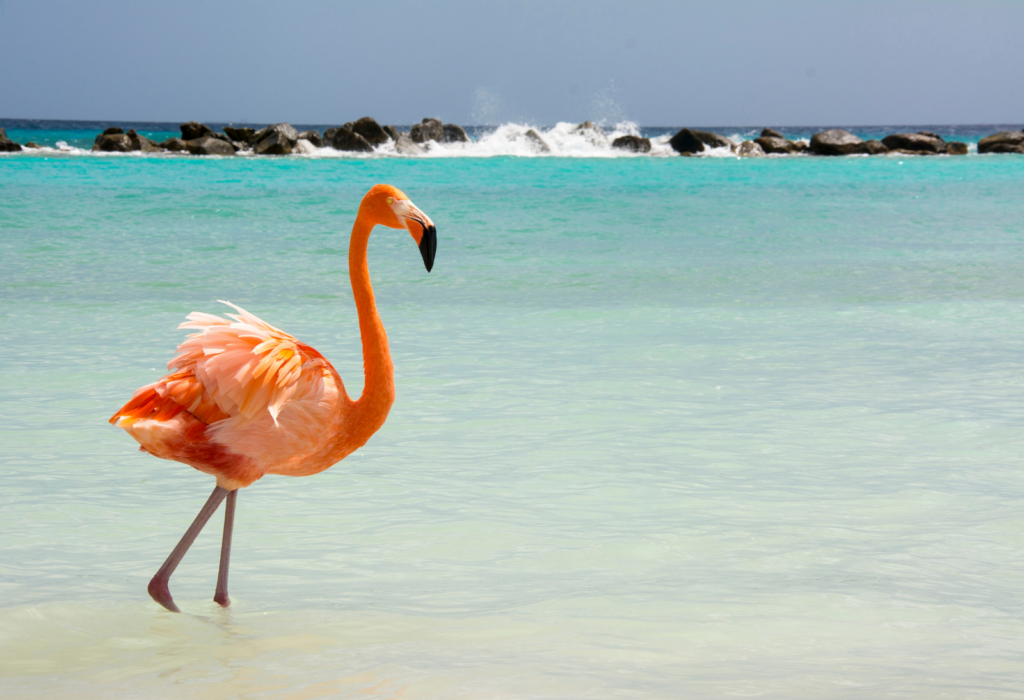 Why visit: Aruba’s sunny climate, crystal-clear waters, and friendly locals make it a top destination for relaxation. Outside the beaches, explore its rugged desert landscapes and colorful capital, Oranjestad. Dollar Flight Club insight: Roundtrip flights to Aruba often drop below $280, making it a budget-friendly Caribbean escape. Must-do: Swim in the natural pools at Arikok National Park. Go windsurfing or paddleboarding at Palm Beach. Stroll the vibrant streets and shops of Oranjestad. Where to stay: MVC Eagle Beach – A family-run hotel steps from the sand. Cost per night: $150.